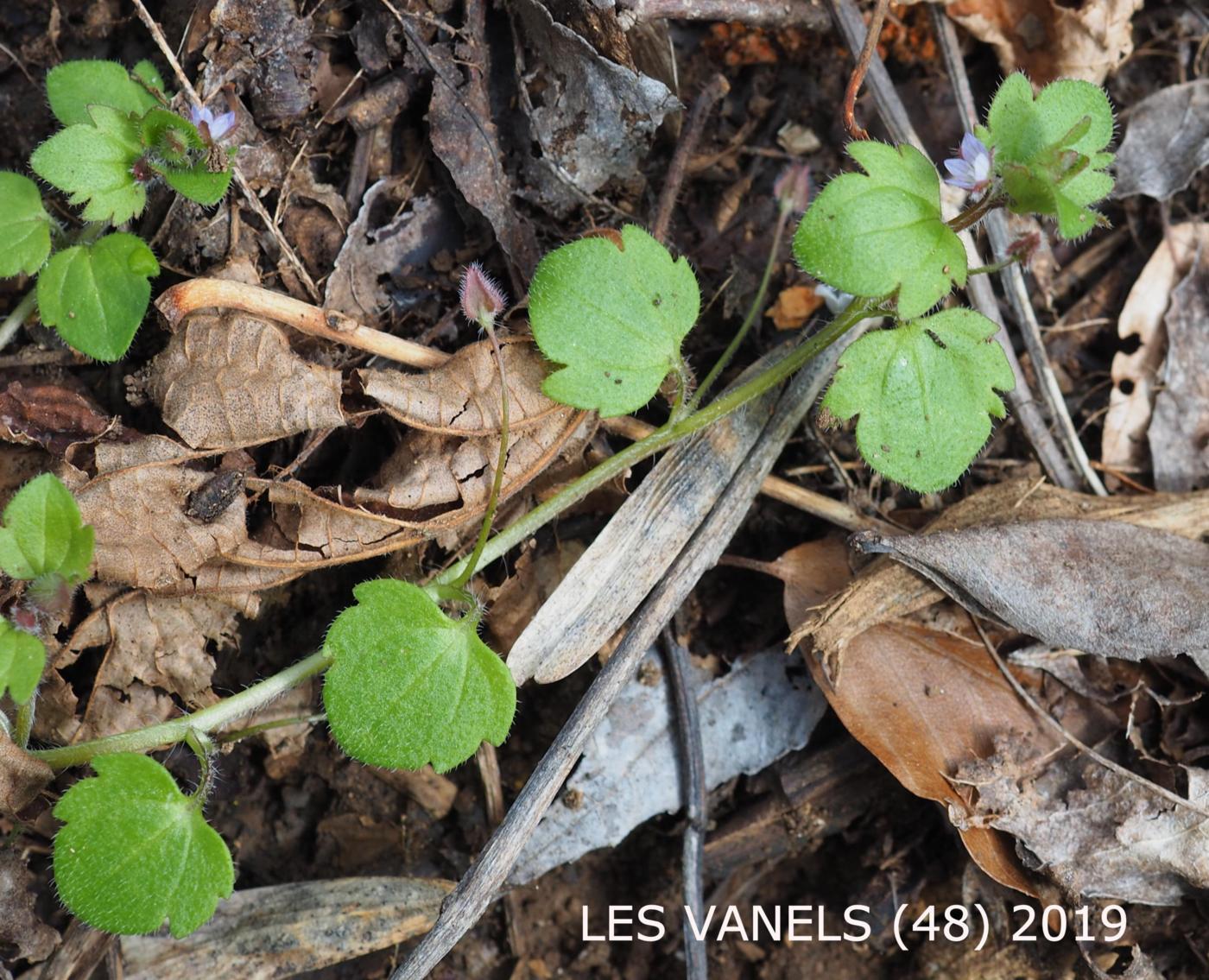 Speedwell, Ivy-leaved leaf